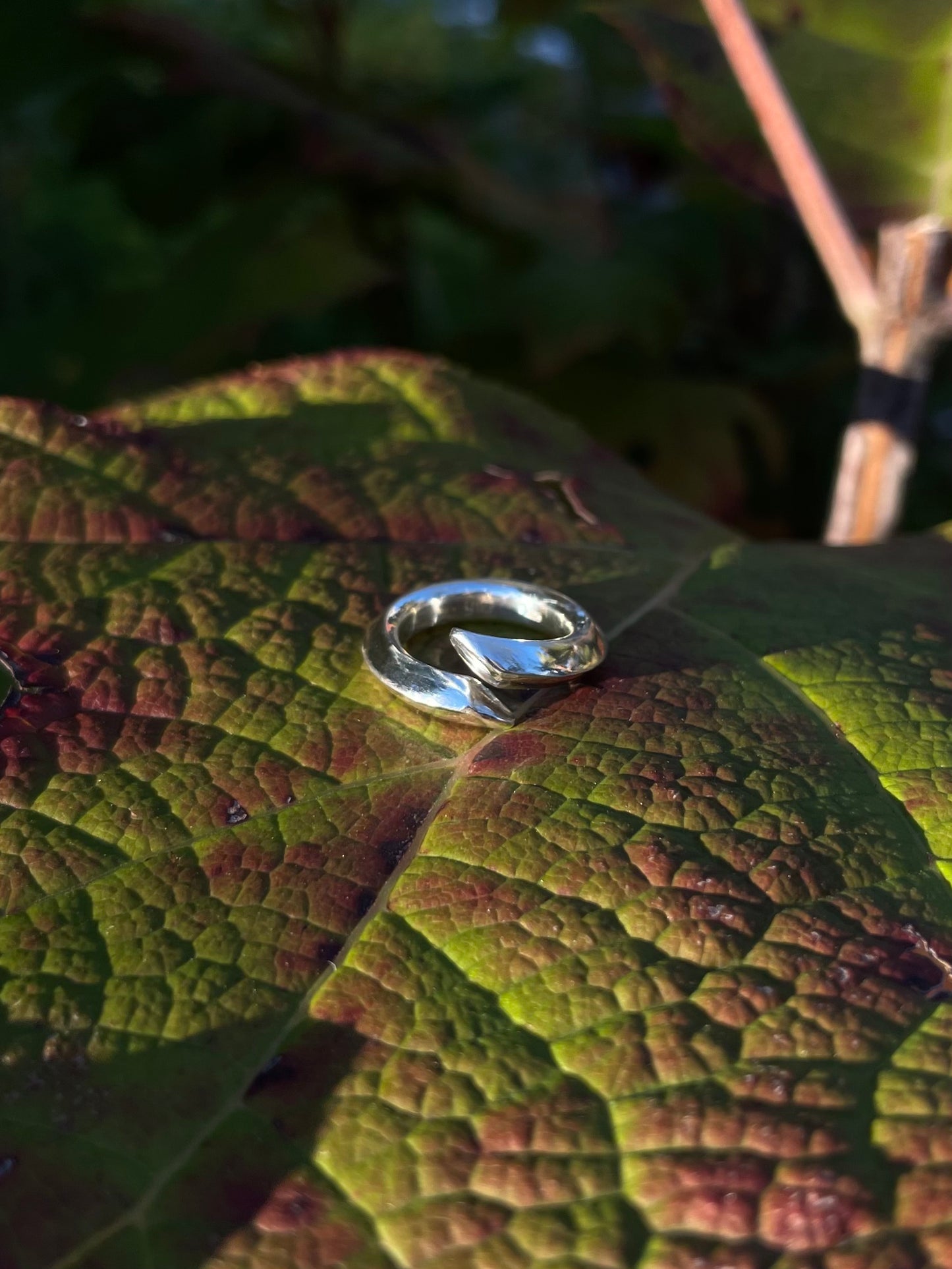 SWELL TREE RING
